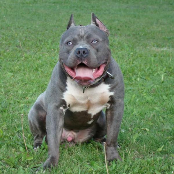 how_to_care_for_an_american_bully_dog_5659_600_square.jpg